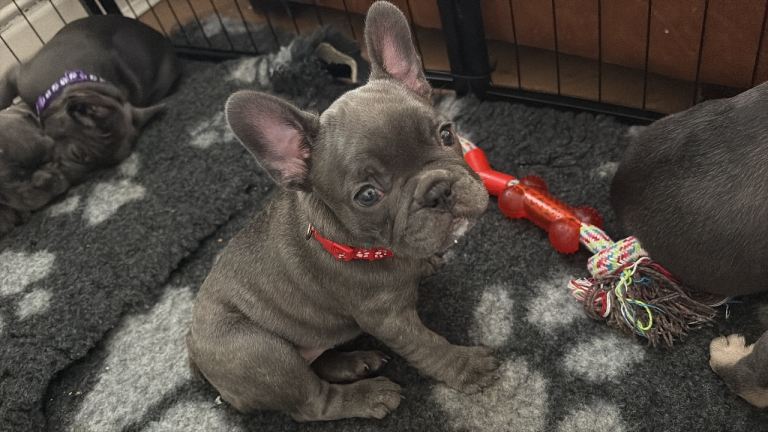 French bulldog puppies for sale 