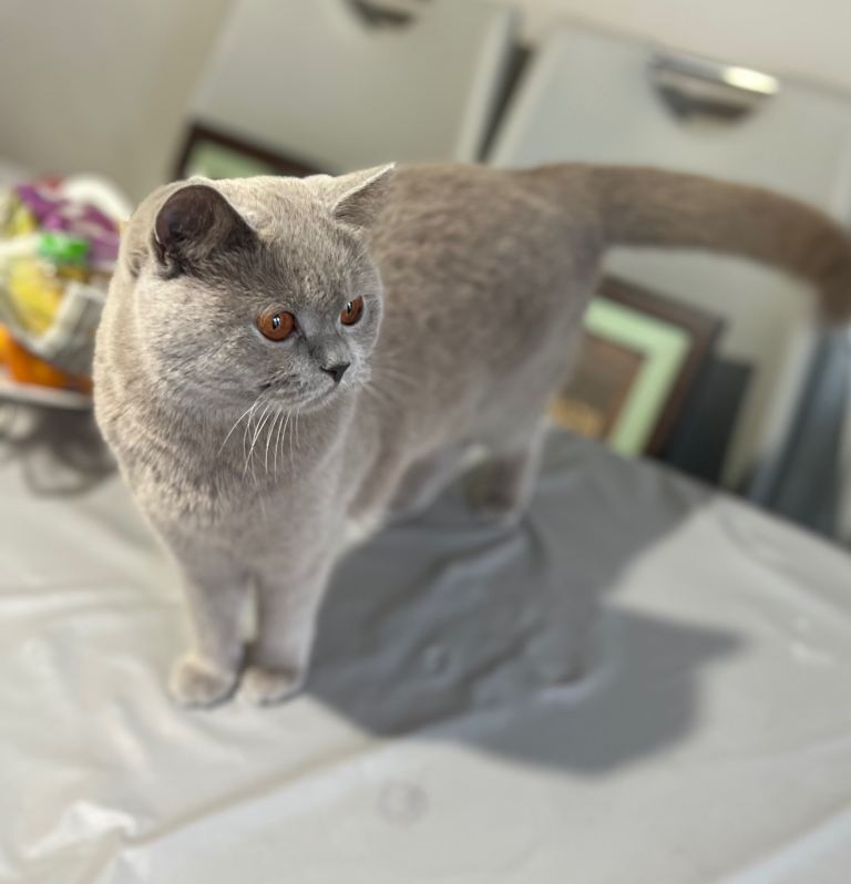 Stunning British Shorthair Lilac Cat - Girl