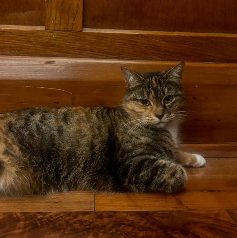 Beautiful brown-black Tabby