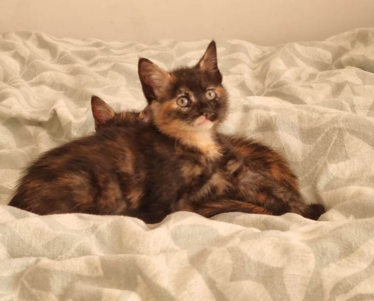 Torties Kittens 