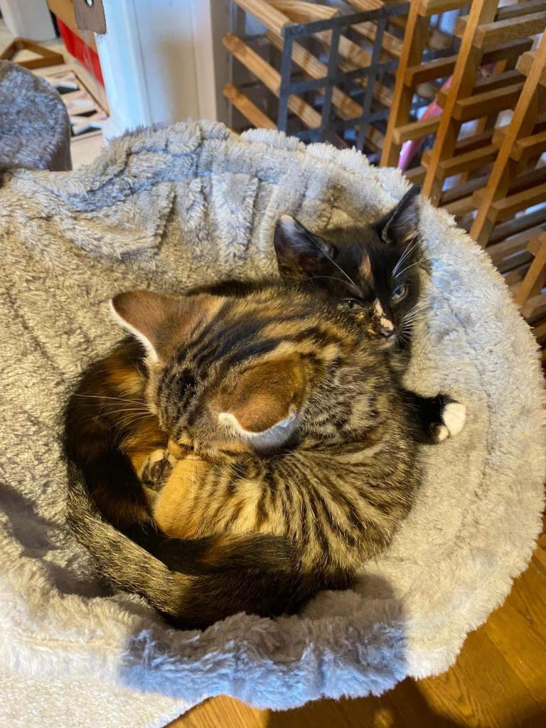 Kitten black mixed black and ginger Bengali tubby 