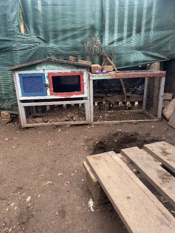 Small chicken coop 