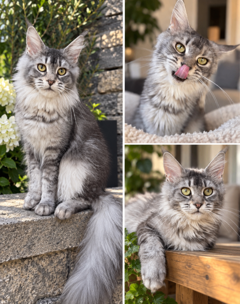 Beautiful Baby Maine Coon Kittens