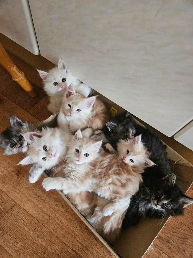  **1 still available** Maine Coon Cross Kittens