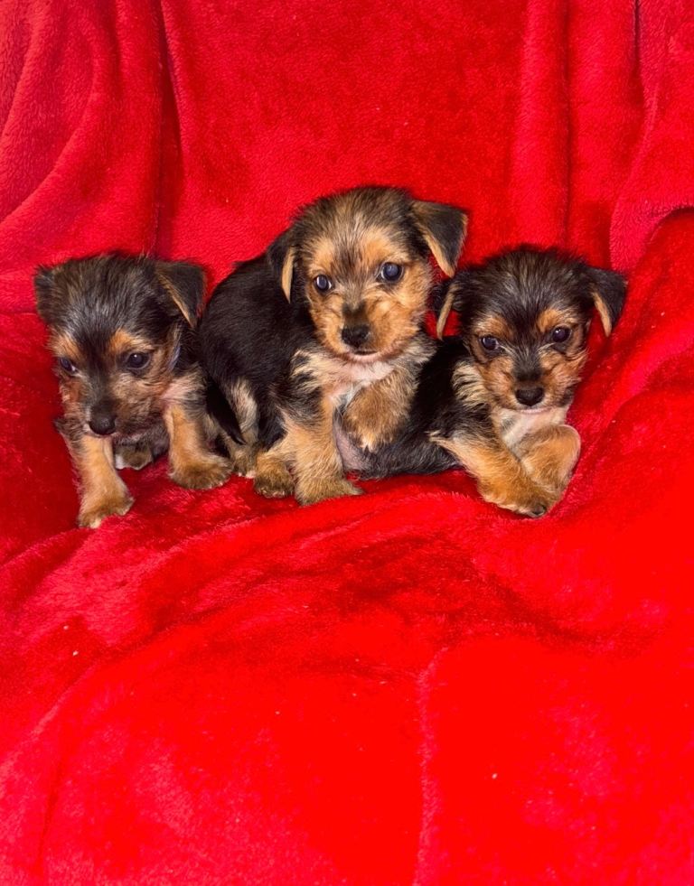 Yorkshire terrier cross Jack Russell puppies for sale
