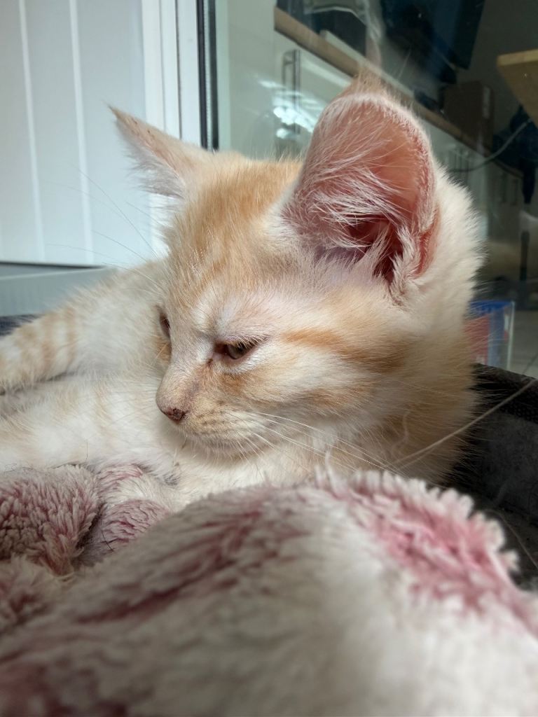 Maine Coon Cross Kitten Male