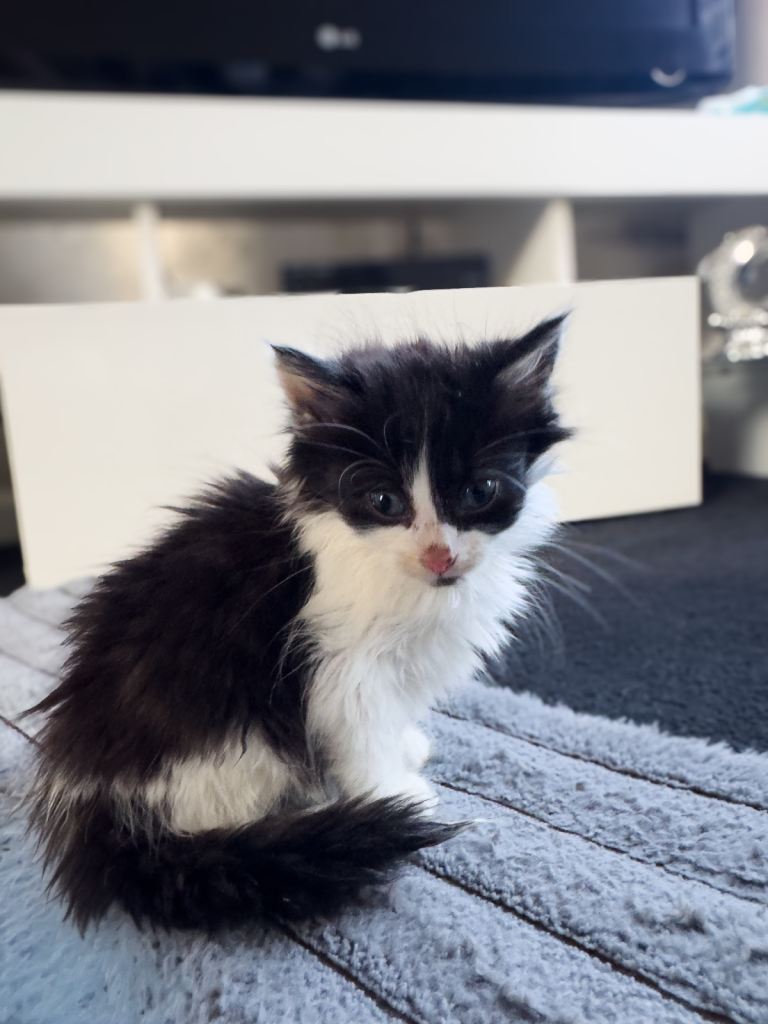 kittens 