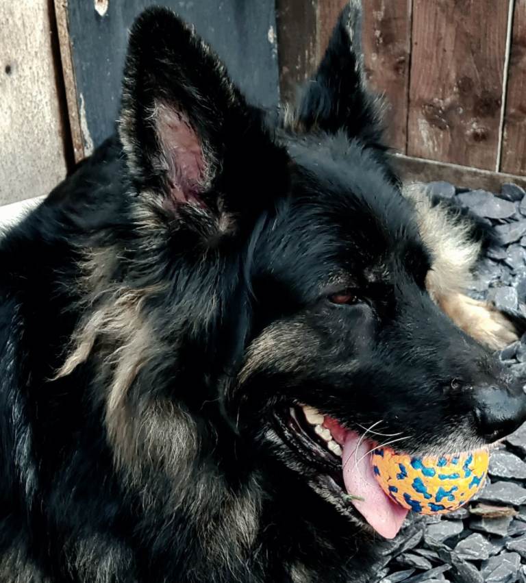 KC Registered German Shepherd Bitch