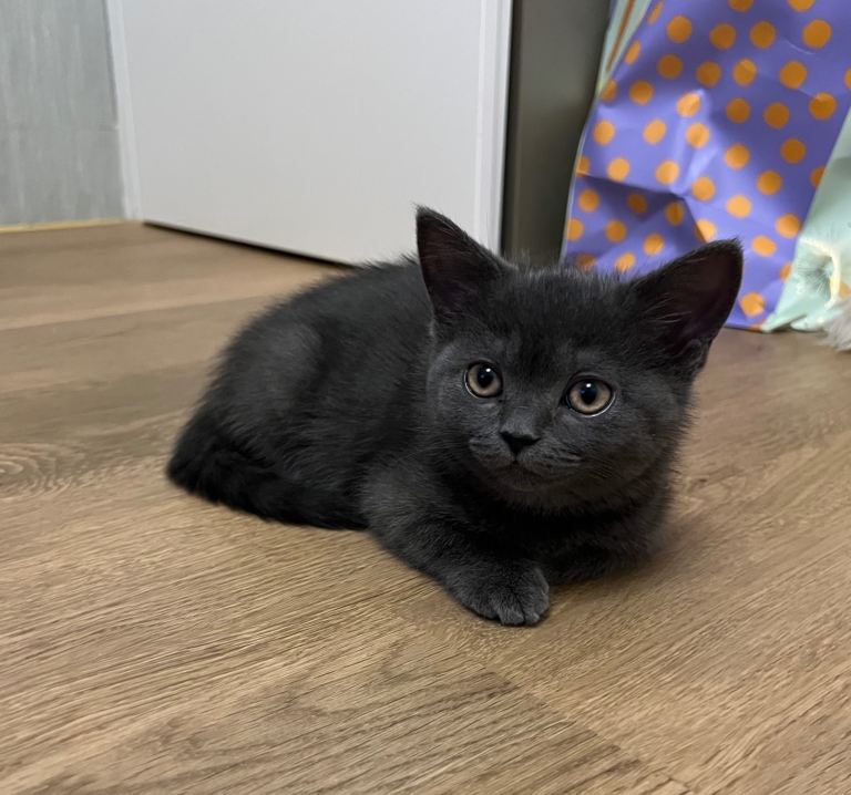 Grey kitten 