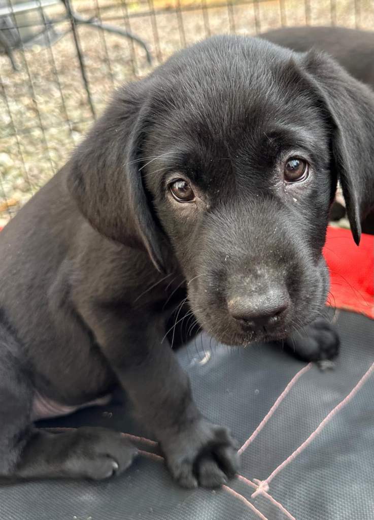 Cheeky and cheerful Black Labrador Puppies