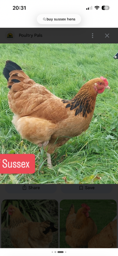 Buff sussex Hens