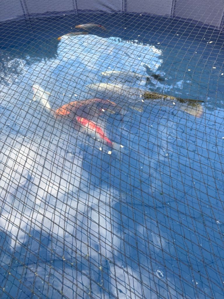 Healthy Mature Pond Fish Job Lot -Ghost Koi, Shubunkins, Tench 