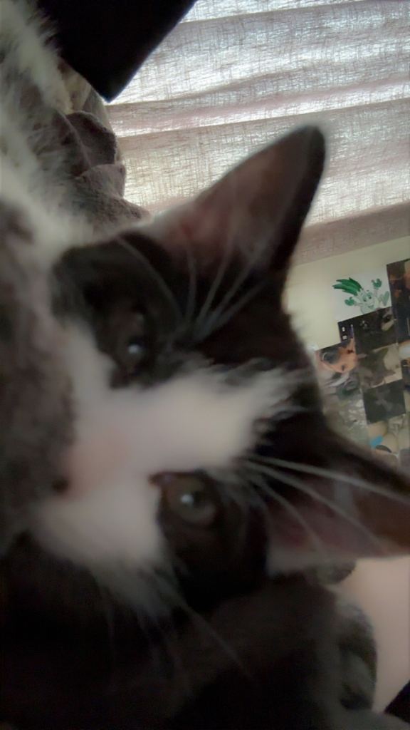 Selling my kitten