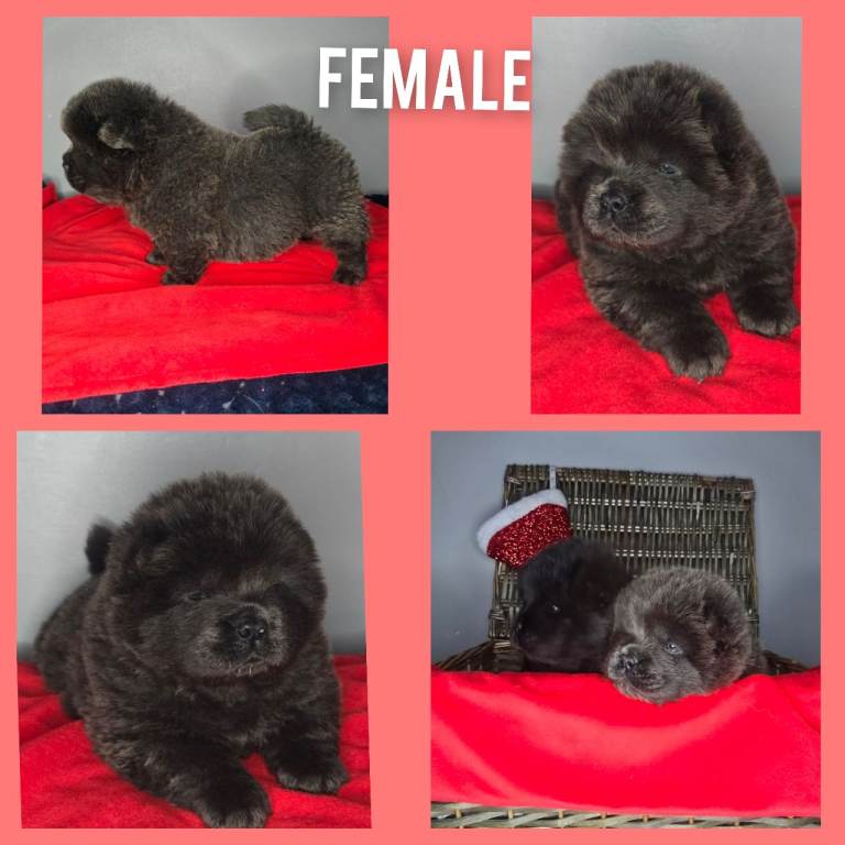 CHOW CHOW pups