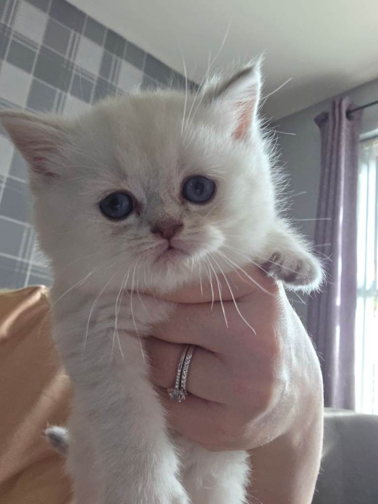 **1 male already reserved**british short hair/long hair kittens 