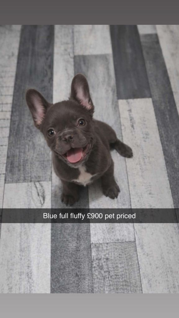 French bulldog puppies