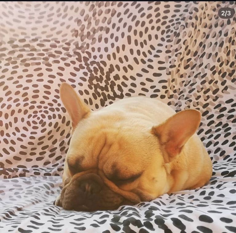 FRENCH BULLDOG 