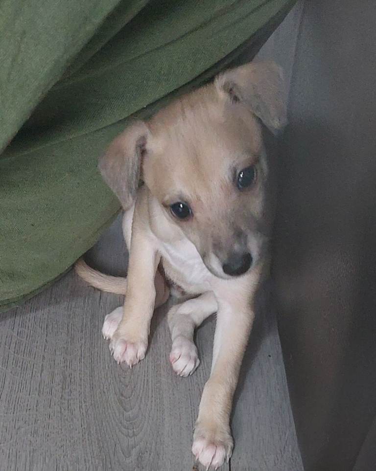Whippet for sale
