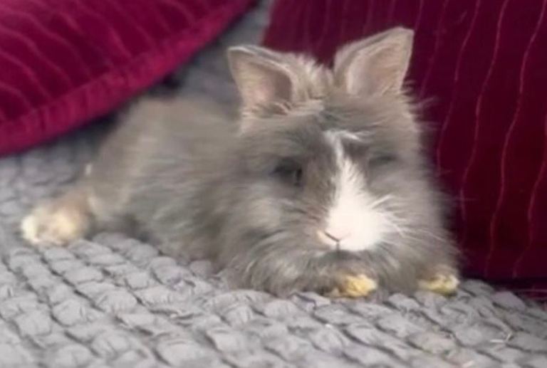 🐰 Stunning Teddywidder Buck – English Angora × Mini Lion Lop – £100 🐰