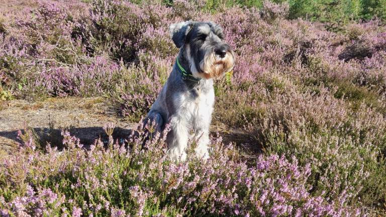 2.5 year-old Standard Schnauzer