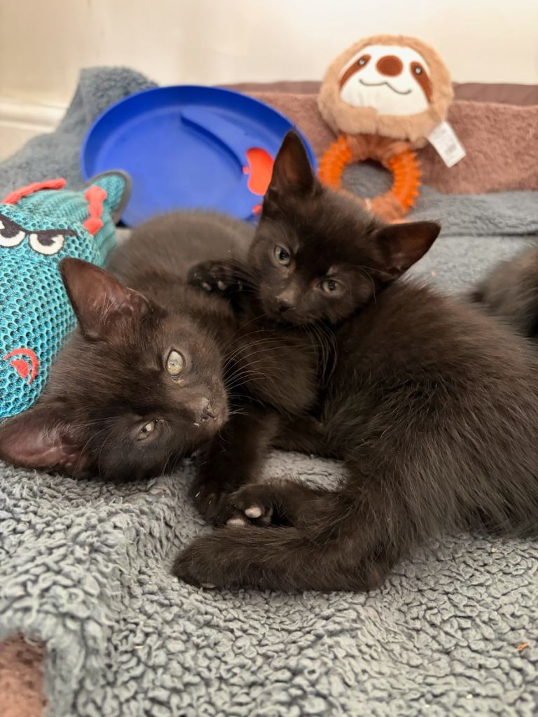 Kittens