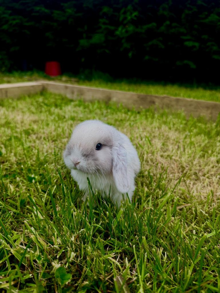 Mini lop 