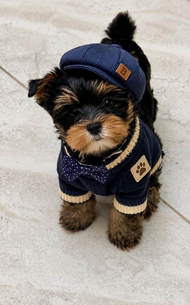 Yorkshire terrier 