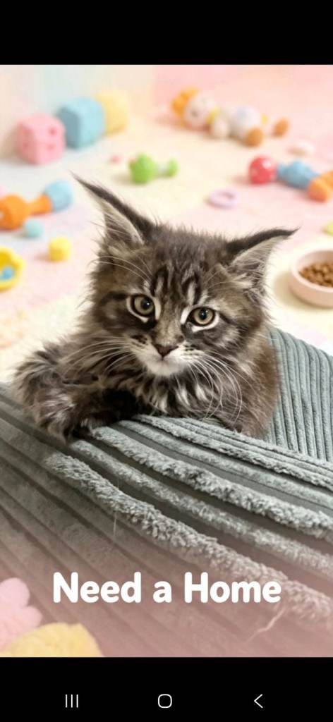  maine coon kittens 😻 