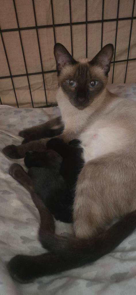 5 black siamese cross British Shorthair kittens