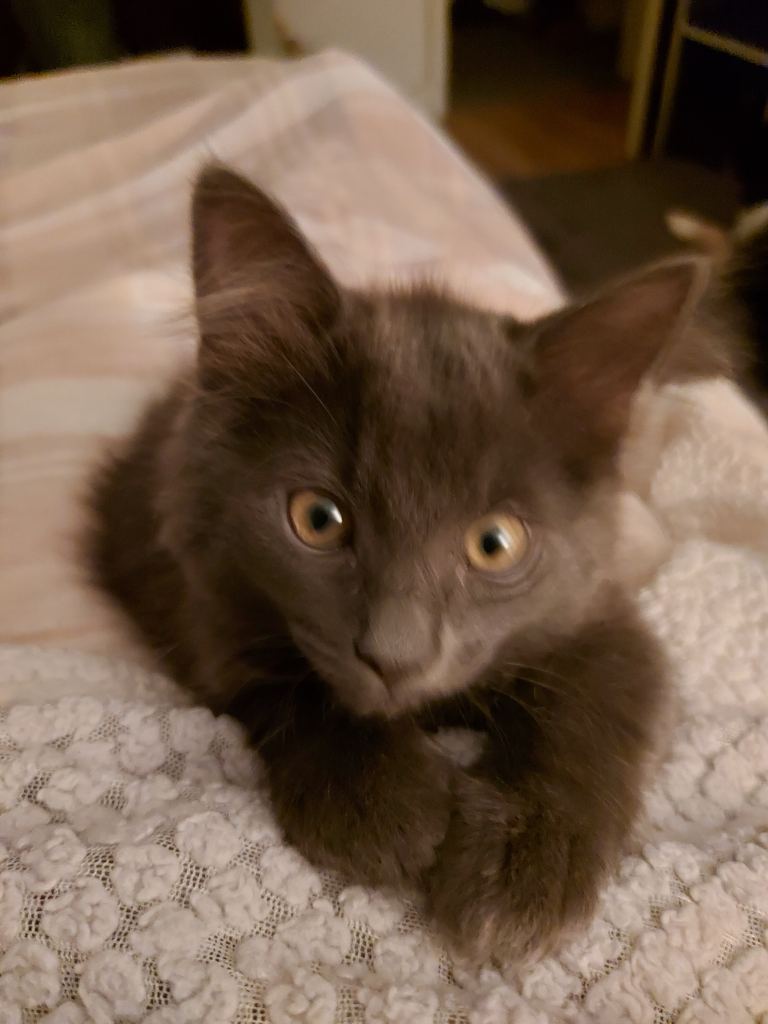 Fluffy long haired grey kittens 
