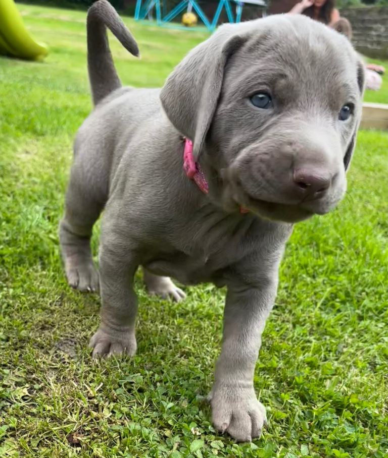 ADORABLE CHAMPION BLOODLINE PUPS