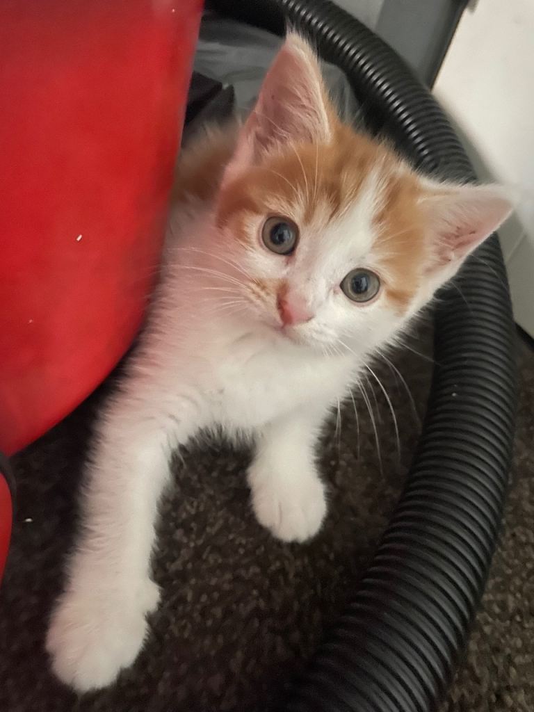 Beautiful kitten for sale