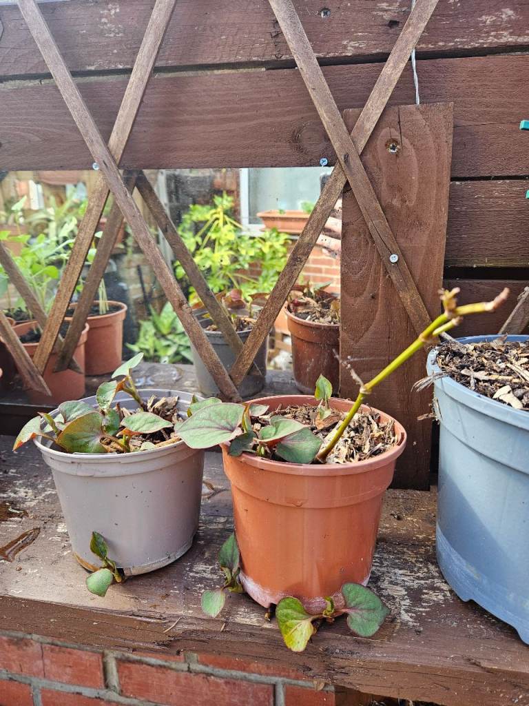 Chameleon Plant (Houttuynia cordata) flower pond plant perennial x3 cuttings