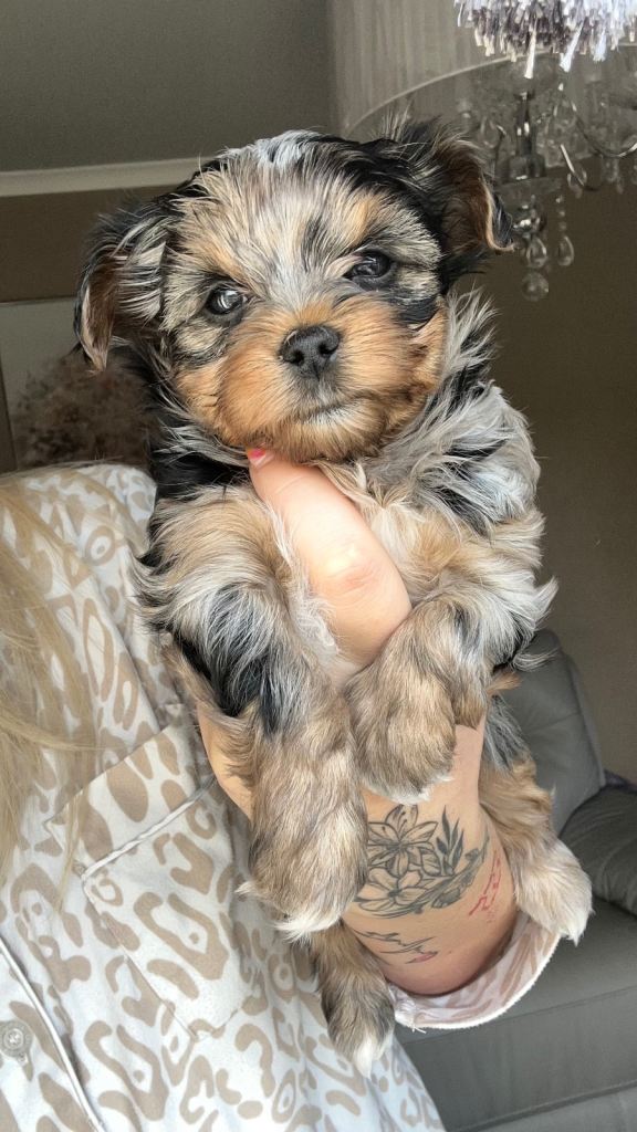 Merle Yorkshire terrier puppies 