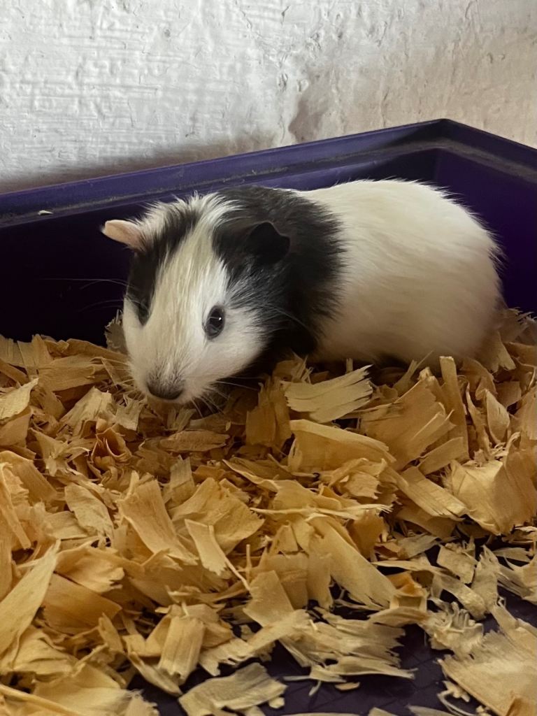 Guinea pig