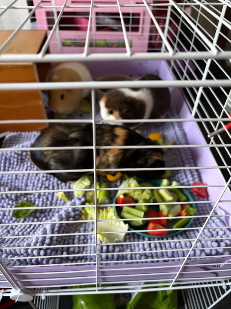 Guinea pigs 3 females 