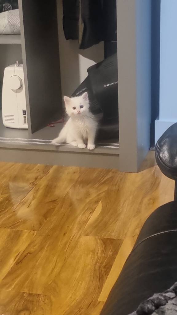 White Beautiful Kitten 