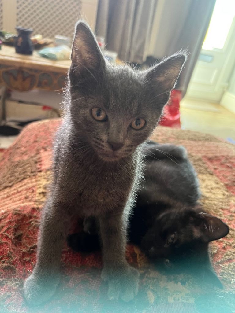 Kittens For Sale 