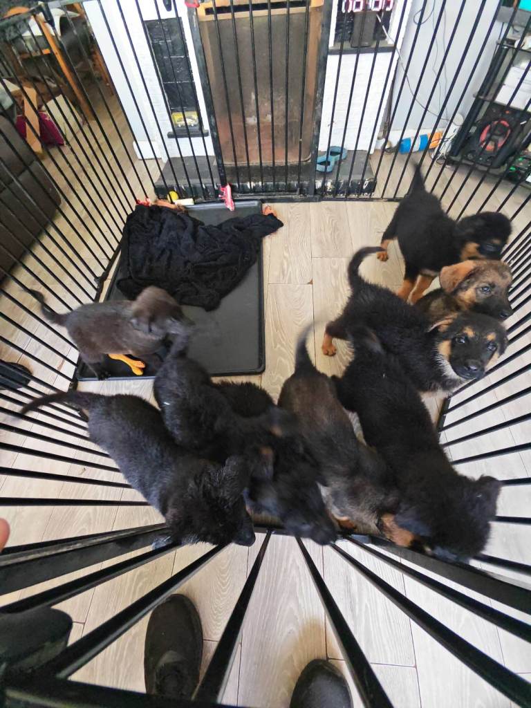German shepherd cross standard poodle shepadoodle