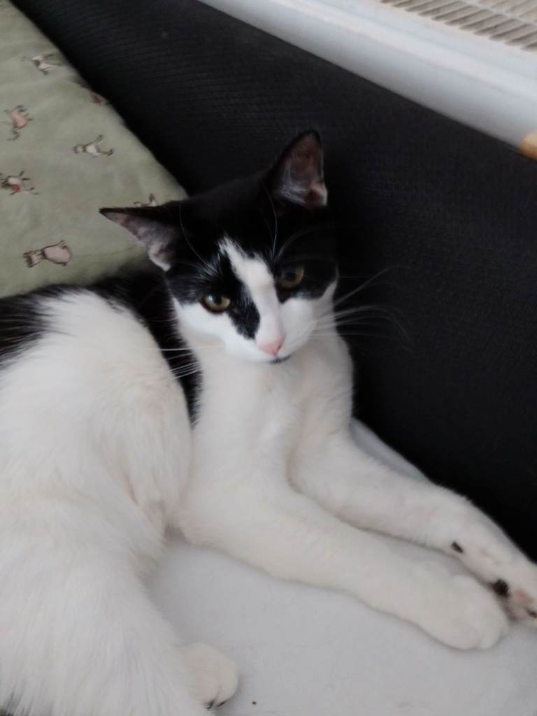 6 month old kitten for sale