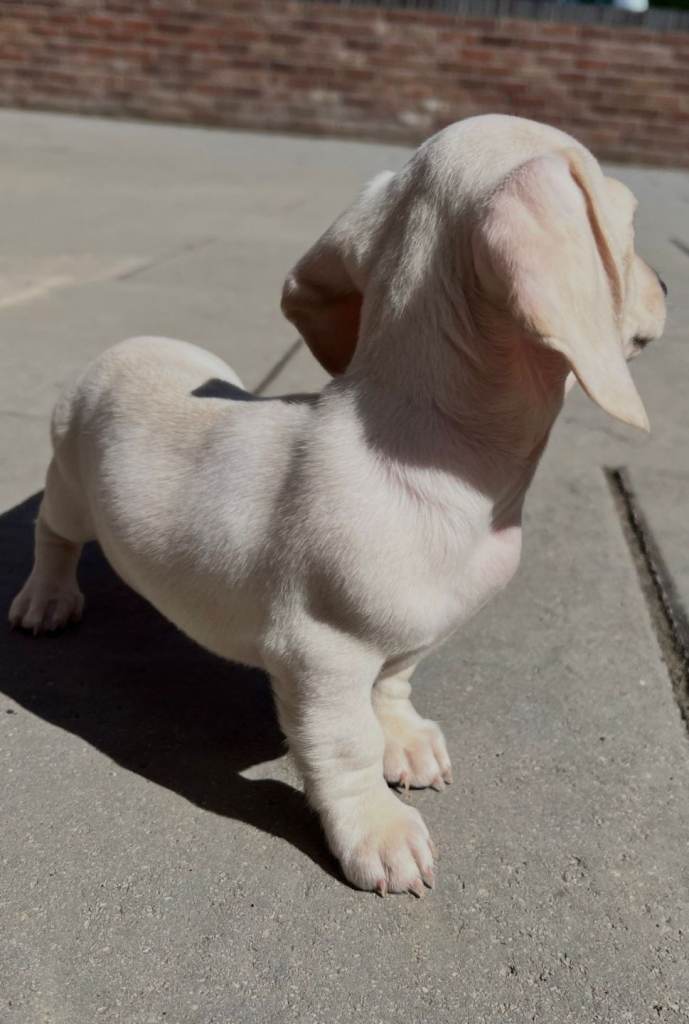 Miniature dachshund 