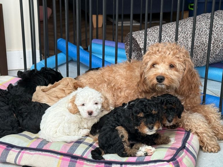 Cavapoo F1b Puppies - 4 left 
