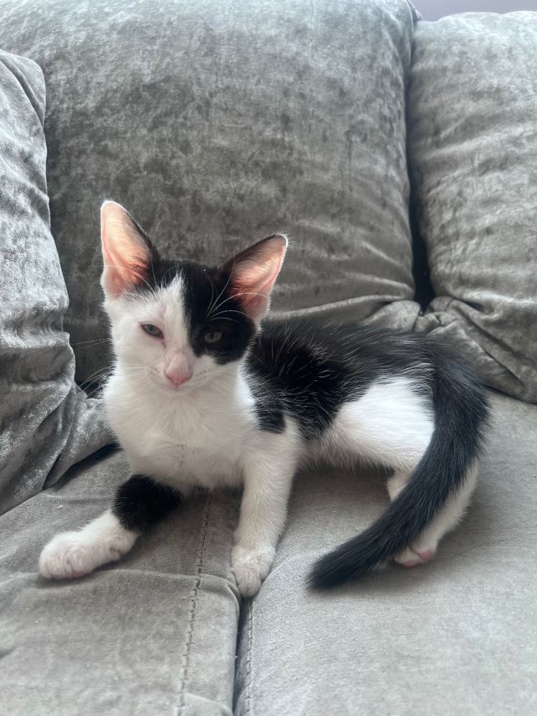 DEPOSIT ONLY Kittens ready to go READ ADD OR YOU WILL NOT GET A REPLY