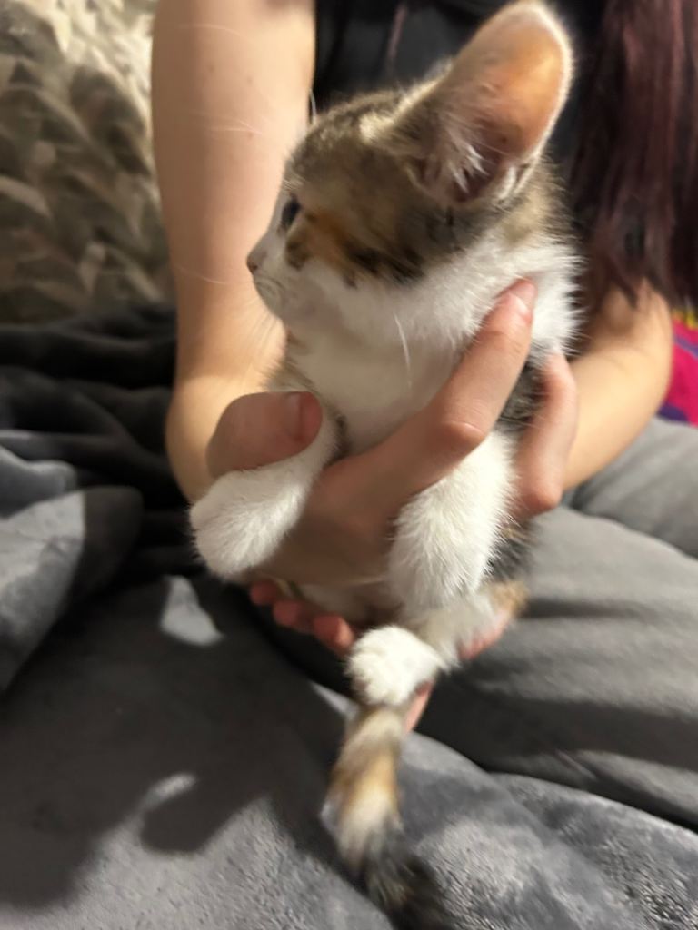 beautiful kittens ready now one boy one girl 