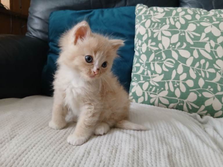 Ragdoll kittens 