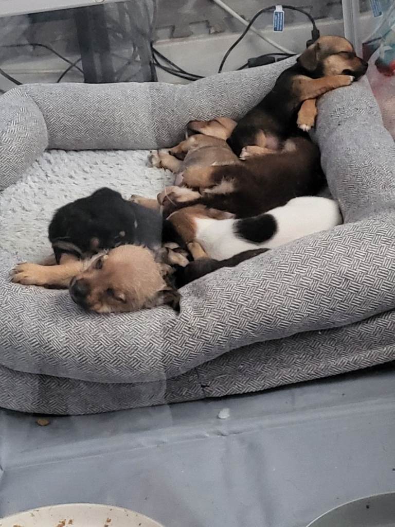 Puppies for sale