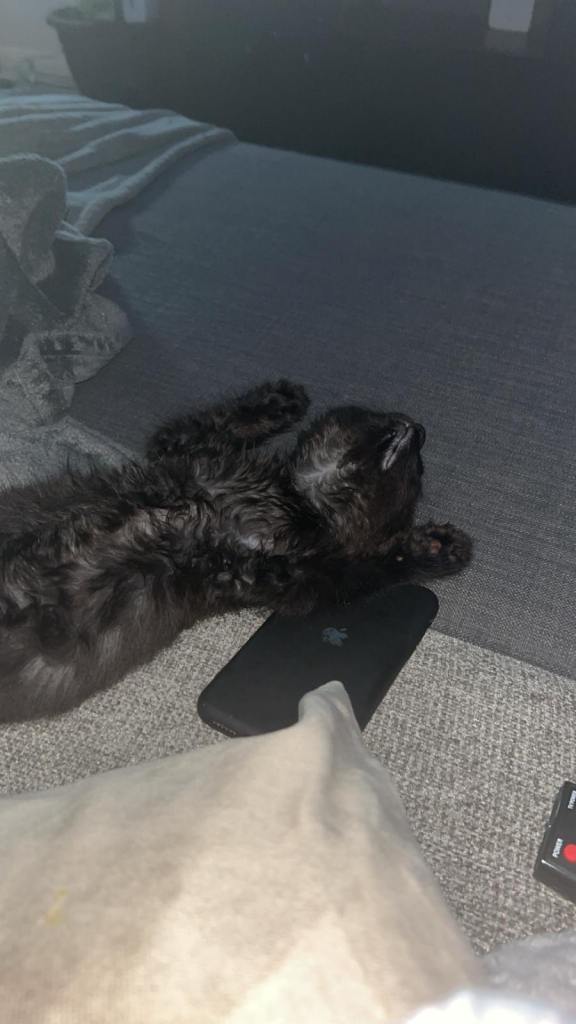 Black Shorthair Fluffy Kitten