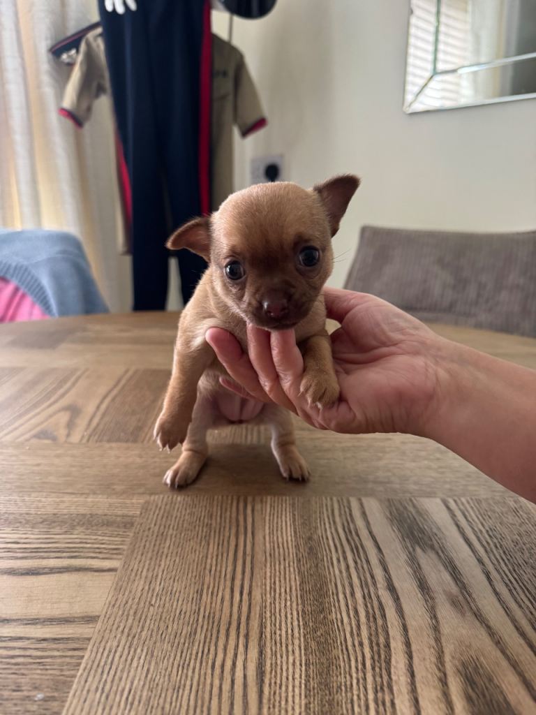 5 week old Female Chihuahua puppy