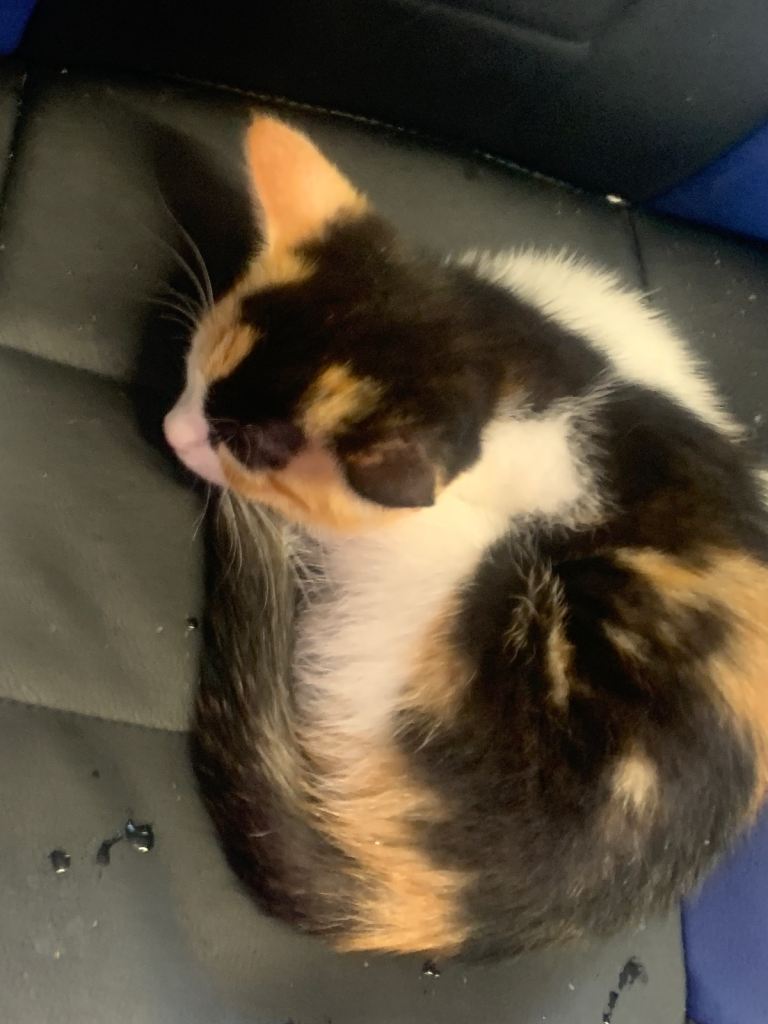 2 beautiful female kittens 