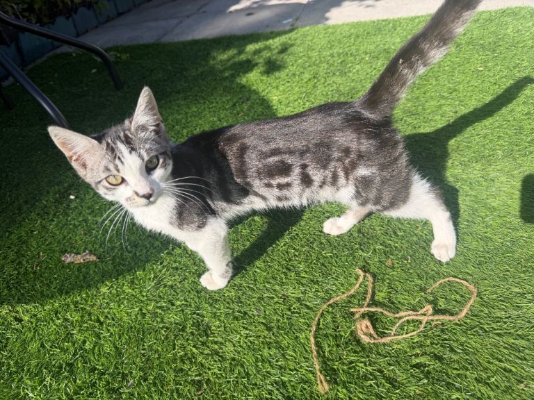 Bengal kitten 